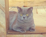 Кошки в Улане-Удэ: Красивый кот ищет невесту, 3 000 руб. - фото 2