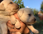 Собаки в Тихорецке: Щенки Лабрадора, 25 000 руб. - фото 1