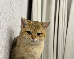 Кошки в Екатеринбурге: Британская золотая шиншилла  Мальчик, 30 000 руб. - фото 3