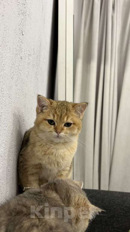 Кошки в Екатеринбурге: Британская золотая шиншилла  Мальчик, 30 000 руб. - фото 3