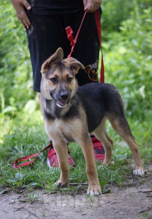 Собаки в Подольске: Ромашке очень нужен дом  Девочка, Бесплатно - фото 5