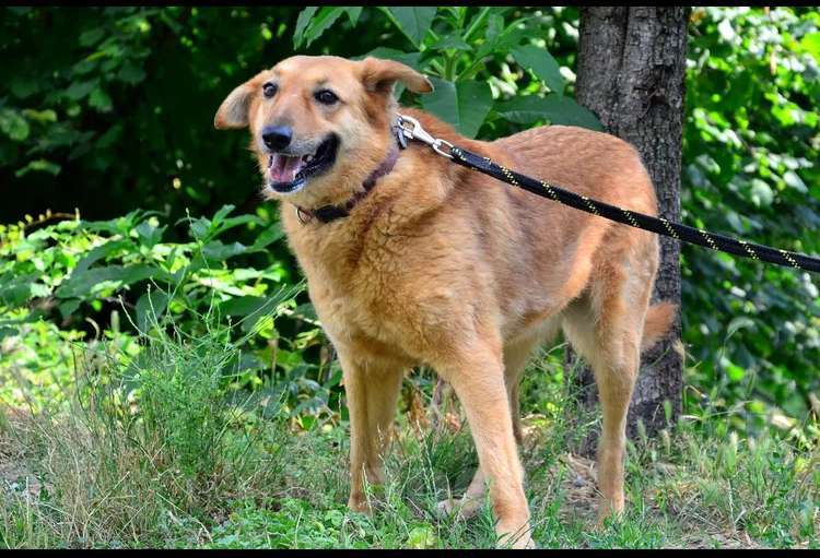 Собаки в других городах Краснодарского края: Молли из приюта Поводог Сочи (отправим в любой город) Девочка, Бесплатно - фото 2