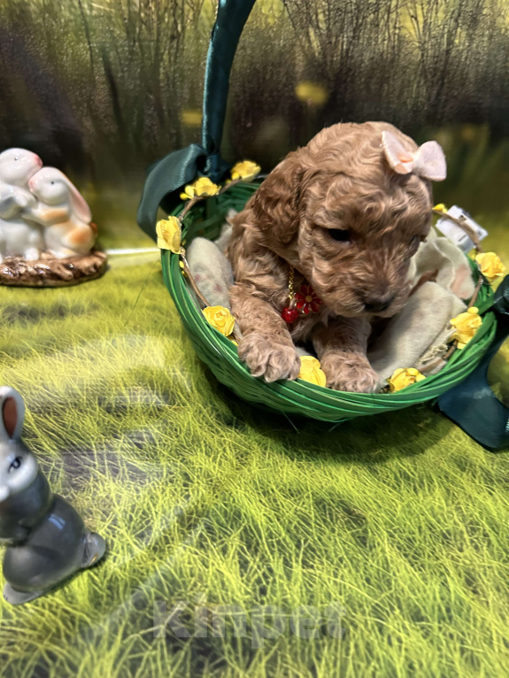 Собаки в Ногинске: Продажа щенка той пуделя  Девочка, 75 руб. - фото 3