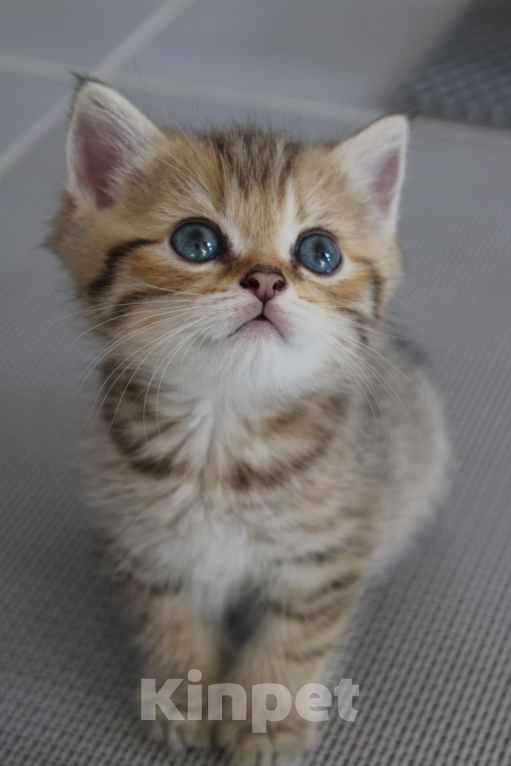 Кошки в Москве: очаровательный котенок шотландской породы Мальчик, 12 000 руб. - фото 2