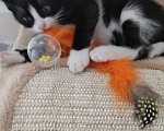 Кошки в Одинцово: Котенок, 2 месяца, Феликс. Мальчик, 1 руб. - фото 2