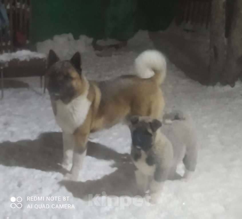 Собаки в Кемерово: Кобель для вязки Мальчик, 30 000 руб. - фото 4