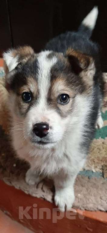 Собаки в Казани: Щёнок - потеряшка ищет заботливую семью и друга Мальчик, Бесплатно - фото 5