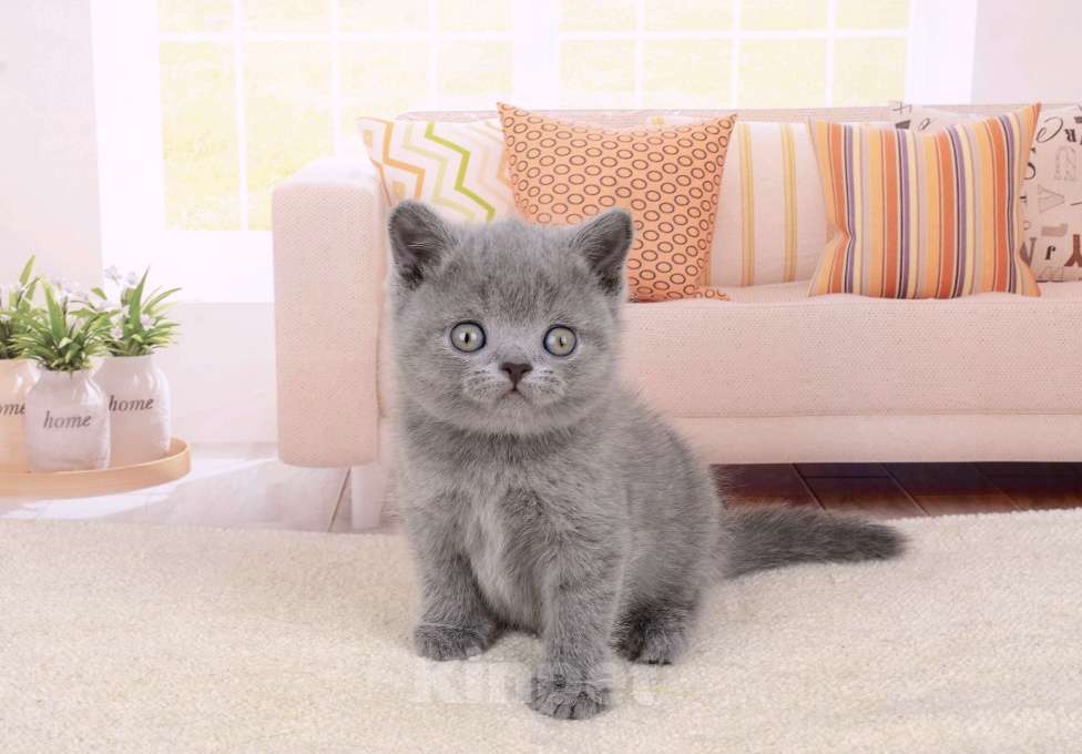 Кошки в Санкт-Петербурге: Британский котик голубого окраса Мальчик, 65 000 руб. - фото 2