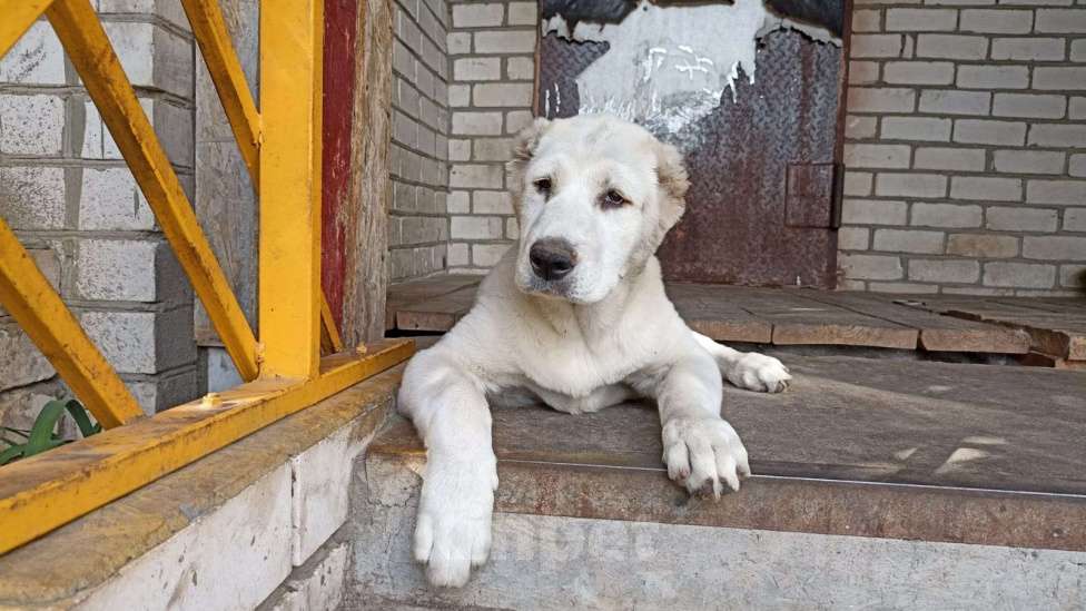 Собаки в Бору: Щенок среднеазиатской овчарки Девочка, 30 000 руб. - фото 1