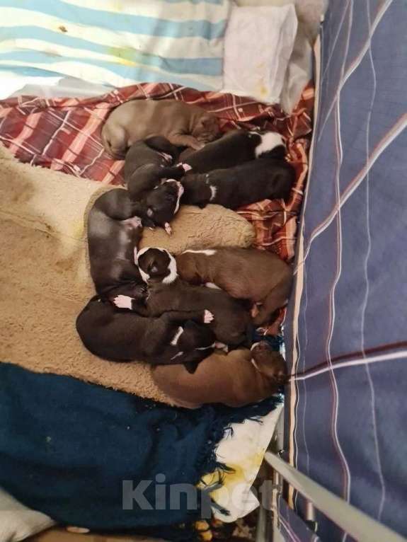 Собаки в Саке: Продажам Мальчик, 15 000 руб. - фото 4