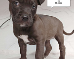 Собаки в других городах Московской области: Американский питбультерьер щенок девочка. Темно- серая Девочка, Бесплатно - фото 1