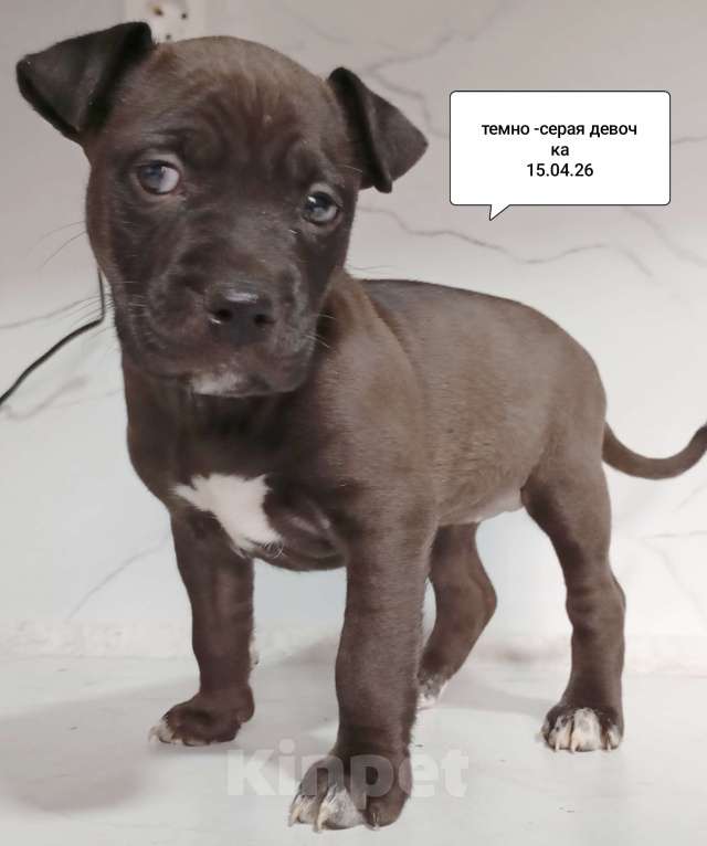 Собаки в других городах Московской области: Американский питбультерьер щенок девочка. Темно- серая Девочка, Бесплатно - фото 1