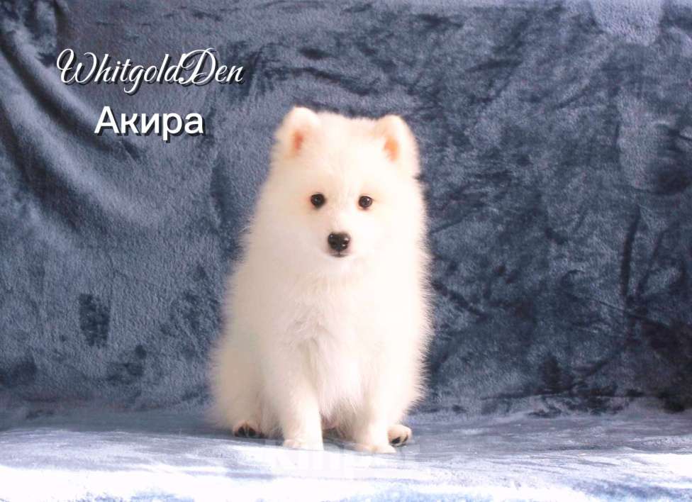 Собаки в Челябинске: Очаровательные щенки японского шпица Мальчик, 80 000 руб. - фото 9
