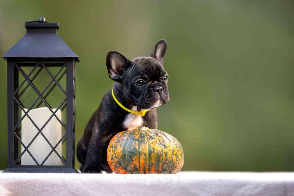 Собаки в Москве: Щенок французского бульдога Девочка, Бесплатно - фото 3