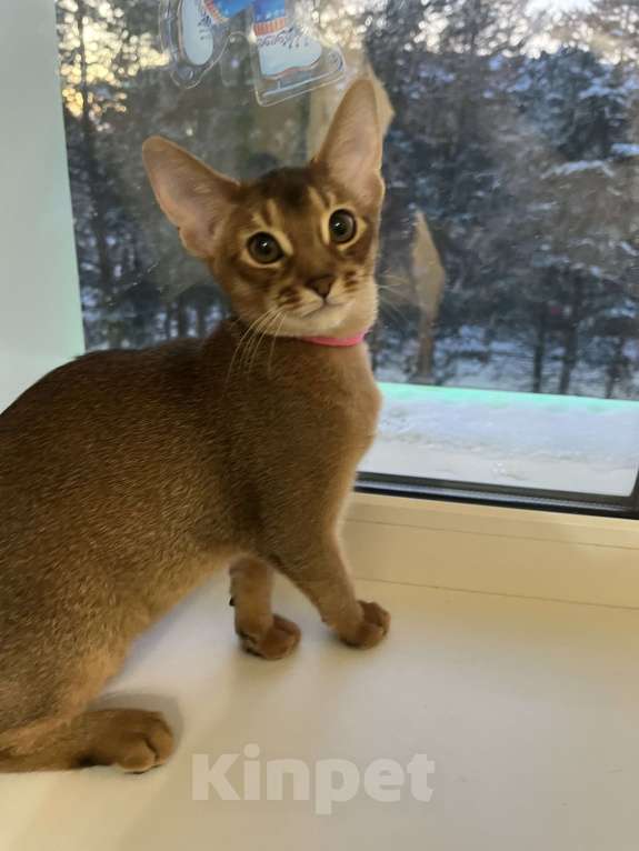 Кошки в Екатеринбурге: Абидетки Девочка, 40 000 руб. - фото 2