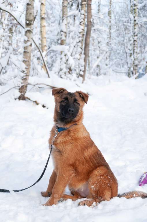 Собаки в Ногинске: Тэйси — ваш персональный солнечный лучик!  Девочка, Бесплатно - фото 2