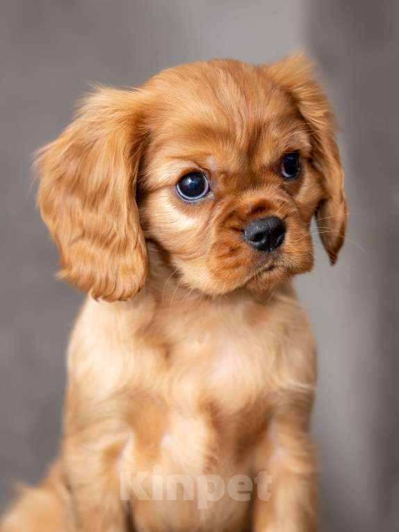 Собаки в Москве: Щенок кавалер кинг чарльз спаниель Мальчик, Бесплатно - фото 2