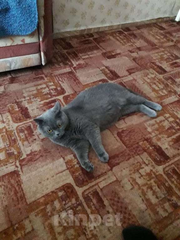 Кошки в Черемхово: Кот ищет хозяина Мальчик, Бесплатно - фото 3