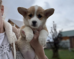 Собаки в Новосибирске: Щенок корги Девочка, 60 000 руб. - фото 4