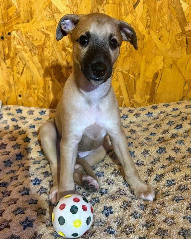 Собаки в Кубинке: Щенки уиппета Мальчик, Бесплатно - фото 4