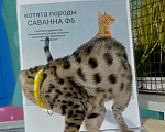Кошки в Санкт-Петербурге: Саванна ф6 девочка золотистая. Девочка, 80 000 руб. - фото 3