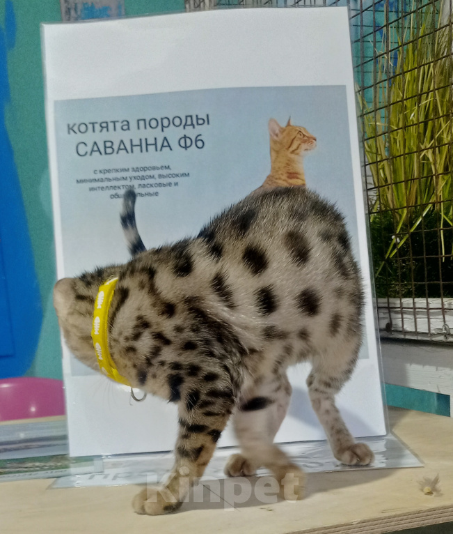 Кошки в Санкт-Петербурге: Саванна ф6 девочка золотистая. Девочка, 80 000 руб. - фото 3