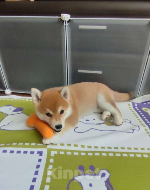 Собаки в Стерлитамаке: Щенки сиба-ину Девочка, 40 000 руб. - фото 2