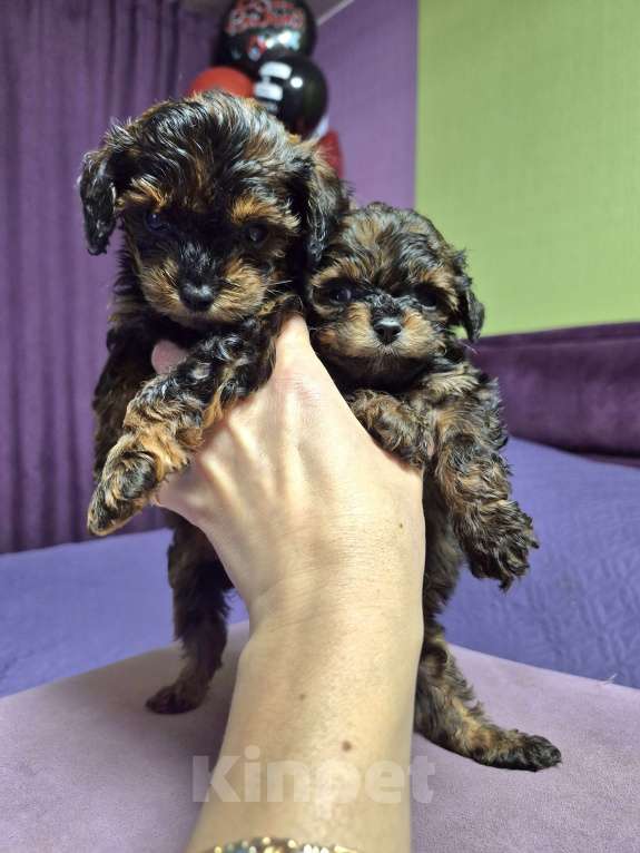 Собаки в Москве: Мальчик и девочка мрамор Девочка, 55 000 руб. - фото 1