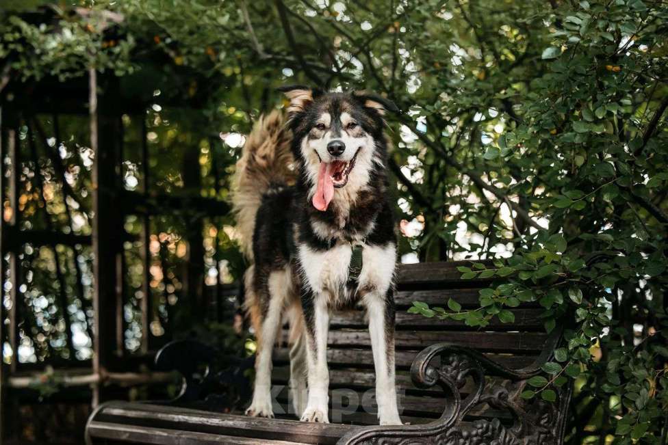 Собаки в Москве: Крутой пес ищет семью Мальчик, Бесплатно - фото 2