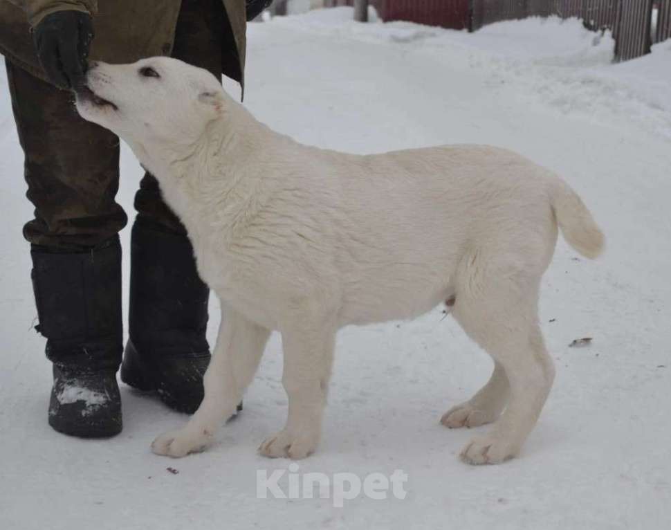Собаки в Москве: Питомник  предлагает к приобретению Мальчик, 50 000 руб. - фото 3