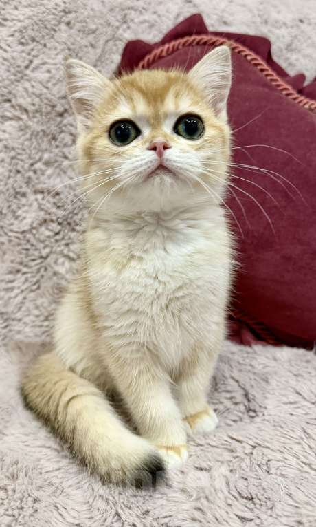 Кошки в Санкт-Петербурге: Шотландский прямоухий котие Мальчик, 50 000 руб. - фото 1