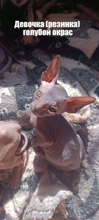 Кошки в Донецке: Сфинкс котята Девочка, 20 000 руб. - фото 3