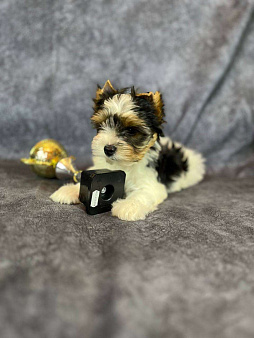 Очень красивый щенок бивер терьера VELVET ICE CREAM. Перспективный для выставок и разведения.