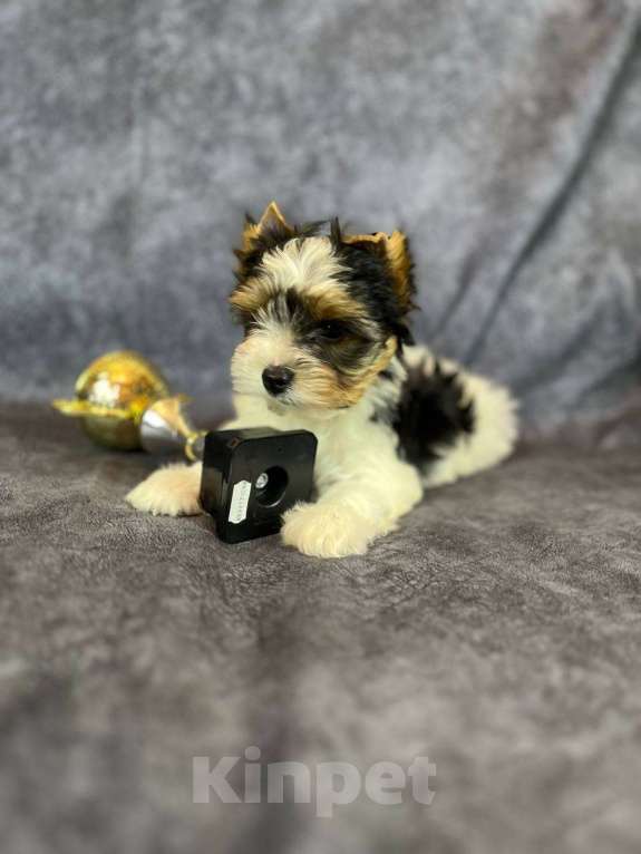 Собаки в Вологде: Очень красивый щенок бивер терьера VELVET ICE CREAM. Перспективный для выставок и разведения. Мальчик, 85 000 руб. - фото 1