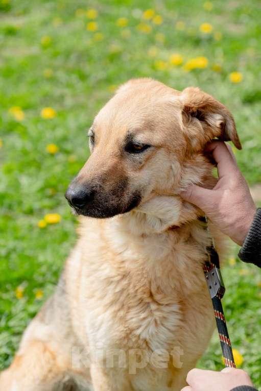 Собаки в Москве: Панда. Самая обнимательная девочка Девочка, Бесплатно - фото 3