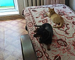 Кошки в Москве: Кошка в добрые руки Девочка, Бесплатно - фото 3