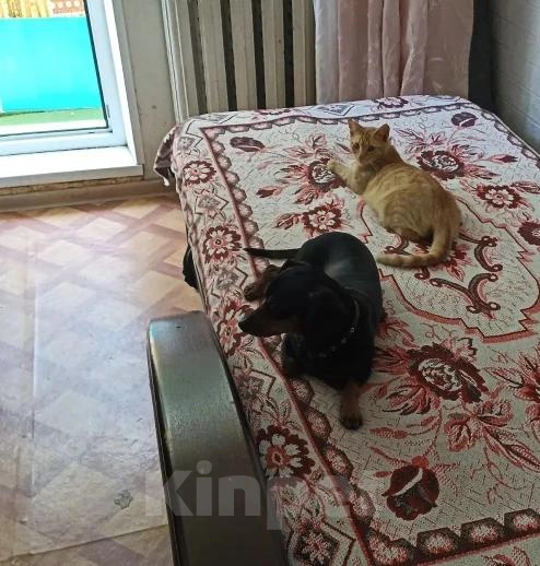 Кошки в Москве: Кошка в добрые руки Девочка, Бесплатно - фото 3