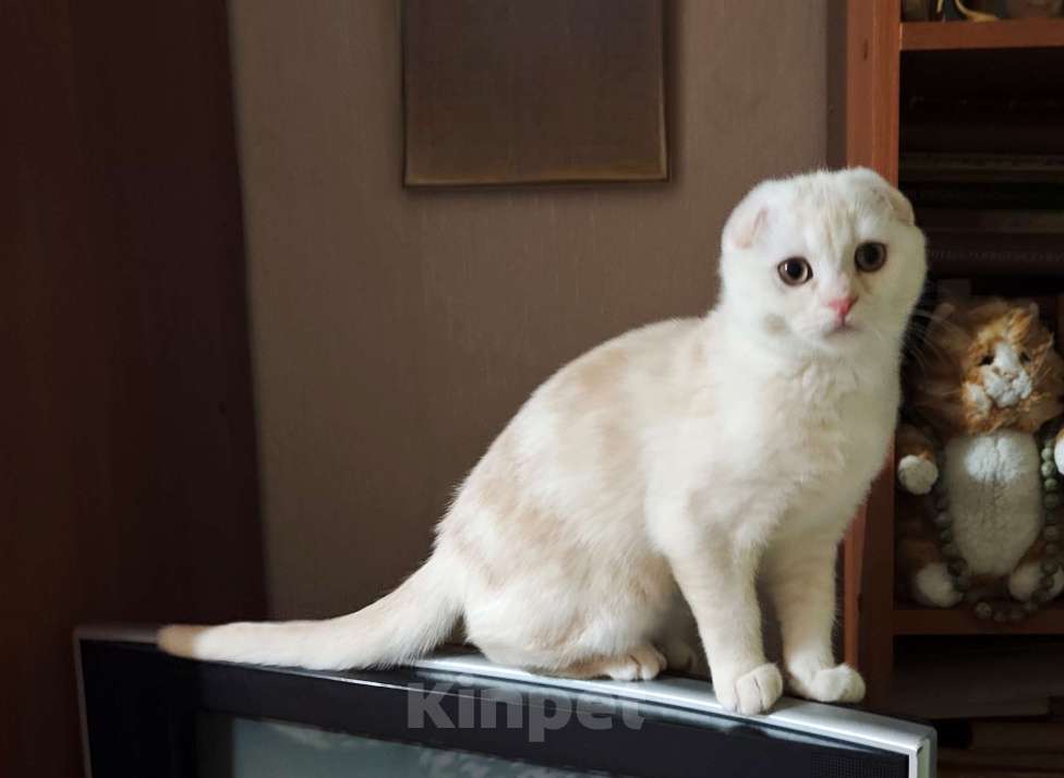 Кошки в Санкт-Петербурге: Шотландский котенок редкого окраса Мальчик, Бесплатно - фото 3