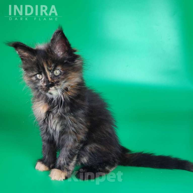 Кошки в других городах Воронежской области: Indira Drak Flame Девочка, 50 000 руб. - фото 3