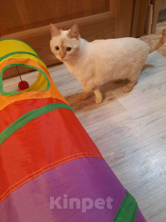 Кошки в Москве: Тайская кошечка в добрые руки Девочка, Бесплатно - фото 7