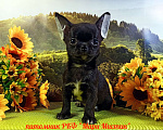 Собаки в Санкт-Петербурге: Щенки чихуахуа из питомника РКФ "Мари Мистик" Мальчик, Бесплатно - фото 3