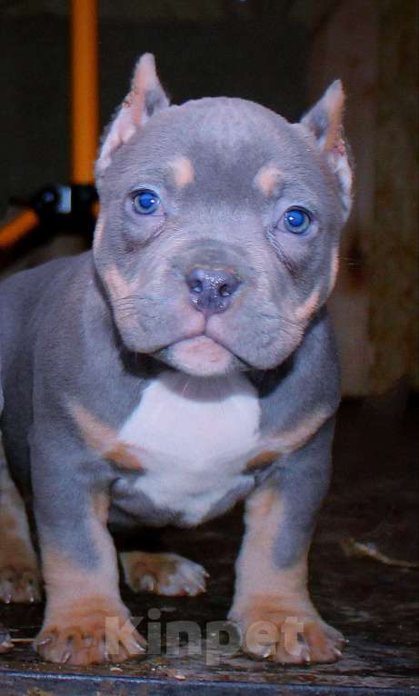 Собаки в других городах Ярославской области: Девочка булли с сёстрами Девочка, 90 000 руб. - фото 1