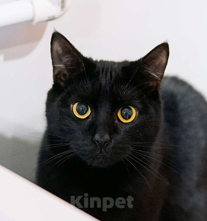 Кошки в других городах Московской области: Сардина - утонченный котик Мальчик, Бесплатно - фото 2