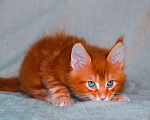 Кошки в Москве: Котенок мейн кун кот Мальчик, 45 000 руб. - фото 6