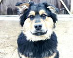 Собаки в Домодедово: Дик Мальчик, 1 руб. - фото 1