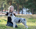 Собаки в Нижнем Новгороде: Австралийская овчарка, черный триколор и голубой мрамор Мальчик, 60 000 руб. - фото 4