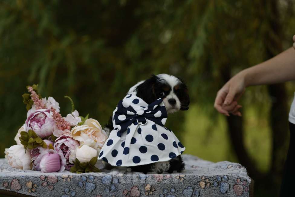 Собаки в Москве: Атали Трики Лил Девочка, 90 000 руб. - фото 3