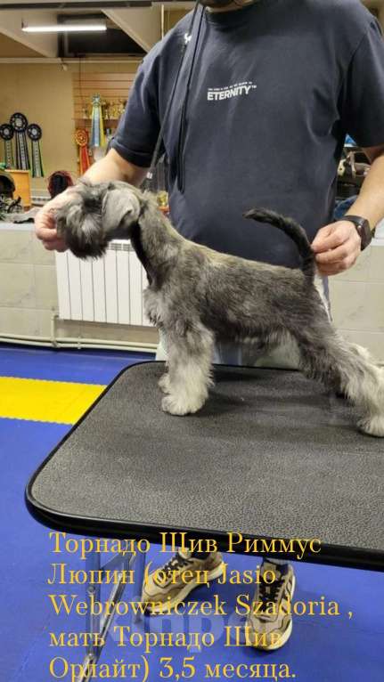 Собаки в других городах Московской области: Щенок цвергшнауцера Мальчик, 80 000 руб. - фото 1