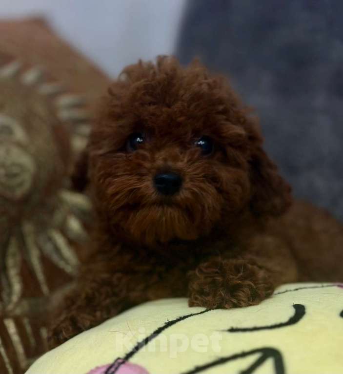 Собаки в Красноярске: Тикап, пудели Китай. Девочка, 130 000 руб. - фото 2