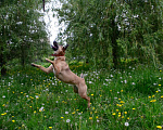 Собаки в Санкт-Петербурге: Красивая умная собака ищет дом Девочка, Бесплатно - фото 5